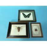 A collection of cased insects, to include Rajah Brookianus, Granti and a Cicada