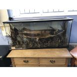 Taxidermy, a large cased Pike, 95cm (Pike)