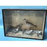 Taxidermy, a case of stuffed birds