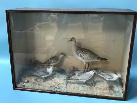 Taxidermy, a case of stuffed birds