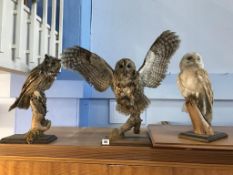 Taxidermy: three owls