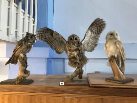 Taxidermy: three owls