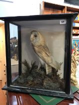 Taxidermy: a case of owls