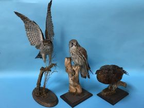 Taxidermy: three birds