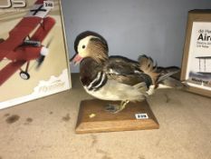 Taxidermy; Mandarin duck