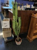 A tall cactus plant