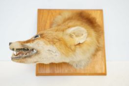 Taxidermy foxes head