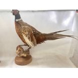 Taxidermy by Bolton taxidermist Phil Legett pheasa