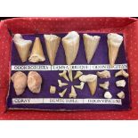 Collection of shark teeth