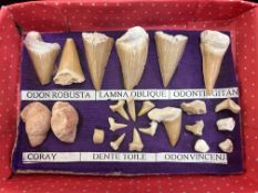 Collection of shark teeth