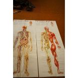 Two large anatomy posters