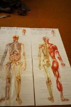 Two large anatomy posters