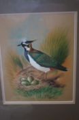 Unsigned framed pastel of a bird
