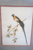 Omari Ipi watercolour of bird