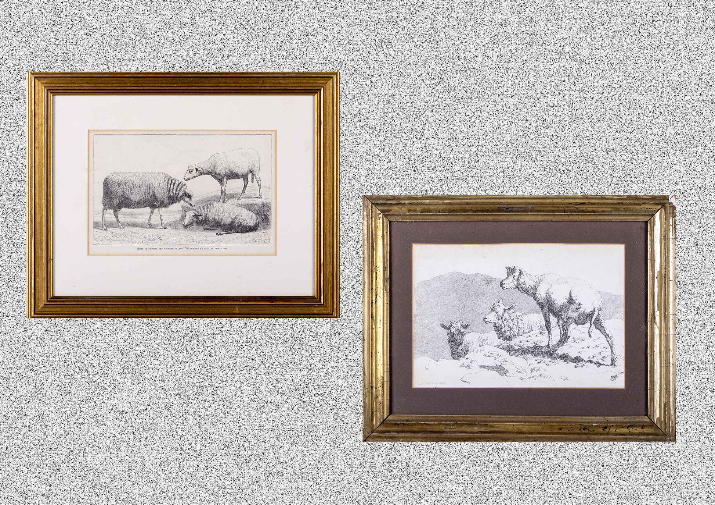 Two gilt framed engravings depicting sheep