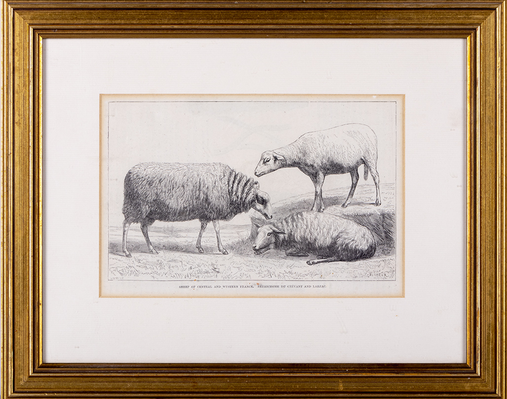 Two gilt framed engravings depicting sheep - Image 2 of 3
