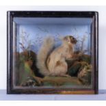 A taxidermy squirrel in a glass case, 35cm x 32cm x 18cm