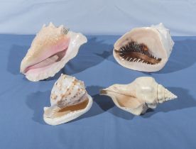 Large bull mouthconch shell, queen conch, large trumpet shell and queen helmet shell