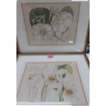 A pair of antiquarian botanical prints, MS del JN Fitch, Lithographs printed by L.Reeve & Co,