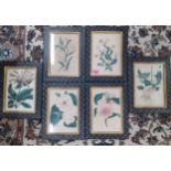 A group of six framed antiquarian botanical prints in black painted frames decorated with gold