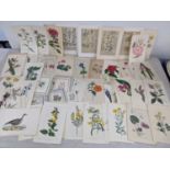 A selection of loose coloured engraved picture plates of flowers and animals, together with four