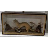 A taxidermy cased ferret on prey, full mount ferret with head turned to the left in naturalistic