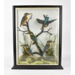 Taxidermy: A Victorian cased diorama of kingfishers on branches, in a naturalistic setting, the back