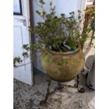 A weathered garden terracotta pot on a wrought iron stand containing a budding Azalea Location: