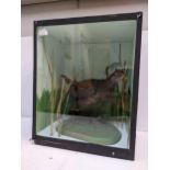 A taxidermy Moorhen in a glazed case standing amongst reeds 40cm h x 33cm w Location: