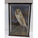 A taxidermy Owl in a glazed case perched on rocks 40.5cm h x 28cm w Location: