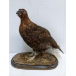 A taxidermy Grouse mounted on an oval plinth 28.5cm h x 28cm w Location: