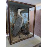 A taxidermy Heron and juvenile Common Moorhen presented in a naturalistic setting with reeds, in a
