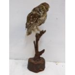 A taxidermy Owl perched on a branch 35.5cm h Location: