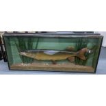 A taxidermy style treen carved fish in a naturalistic style setting, in a glazed case, 46h x 110.5.