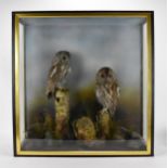 Taxidermy- A Late Victorian cased pair of tawny owls (Strix Aluco), a pair of full mount adults,