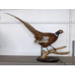 A taxidermy pheasant perched in a branch and on an oak oval base, 60cm high Location: