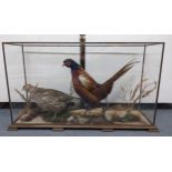 Taxidermy - a cock and hen pheasant in a naturalistic setting with a log, mound gravel and plants,