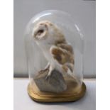 A taxidermy barn owl under a glass doe and a painted oval base, 38cm h Location: