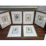 A set of six 19th century Parakeet coloured prints, mounted, framed and glazed Location: