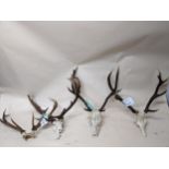 A group of three Scottish deer antlers and skulls to include a nine pointer, and a Fallow deer