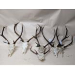 A group of six Scottish deer antlers and skulls, two eight pointers and one six pointer Location: