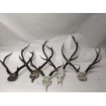 A group of five Scottish deer antlers and skulls to include a 10-pointer Location: