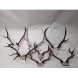 A group of seven Scottish deer antlers and partial skulls Location: