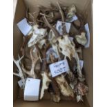 A collection of approx. 18 Roe deer antlers and skulls, shot between the 1990s and 2000s in Sussex