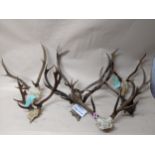 A group of seven Scottish and Sussex deer antlers and skulls Location: