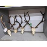 A group of four Scottish deer skulls and antlers, all eight point antlers (4) Location: