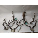 A group of seven Scottish deer antlers and skulls Location: