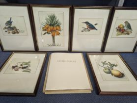 Georg Flegel - a group of six framed and glazed print/plates, depicting still life of fruit, birds