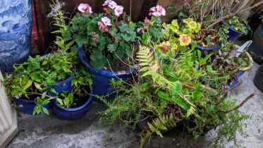 A quantity of modern Oriental blue glazed garden pots of various sizes, each with various plants