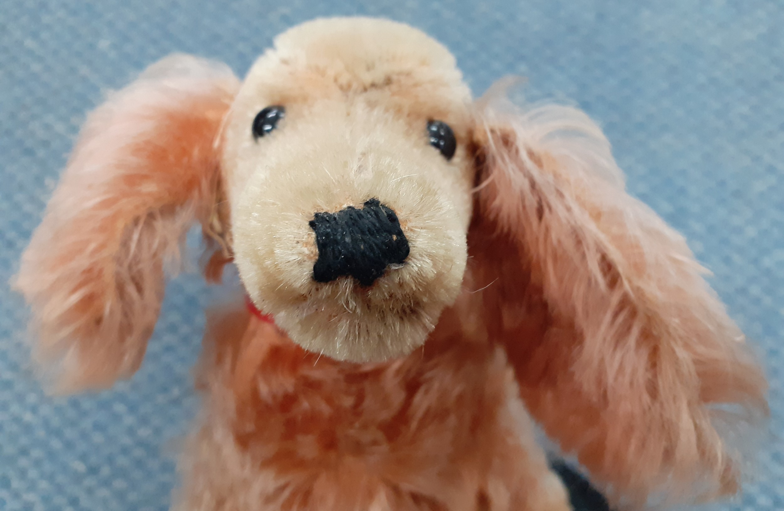 Steiff-A 1960's Waldi dachshund with red collar having no label to the ear.